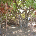 IMGP2979.jpg