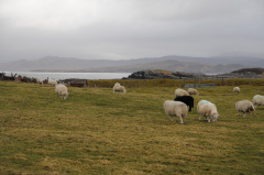 DSC_7099.JPG