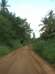 Urwald in Tanzania