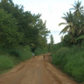 Urwald in Tanzania