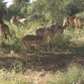 IMGP0802.jpg