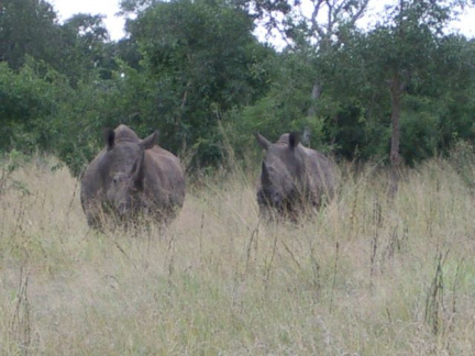 Nashörner, gehören zu den &quot;big five&quot;