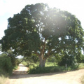 Baum in Krügerpark (kein Tier auf dem Bild)
