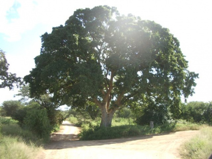 Baum in Krügerpark (kein Tier auf dem Bild)