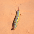 DSC_0608.jpg